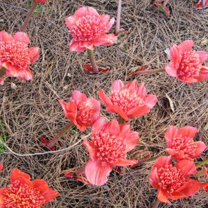 Haemanthus Coccinus L., Sassari, 2008