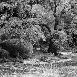 Parc Ueno, Tokyo, 2014