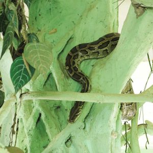 Serpent temple, Myanmar, 2017