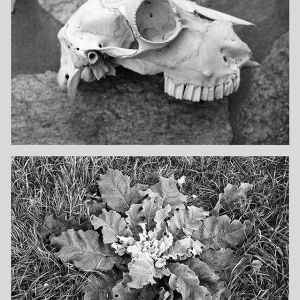 Vanitas XV, 2007
